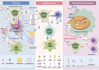 Immune checkpoints: new insights into the pathogenesis of thyroid eye disease